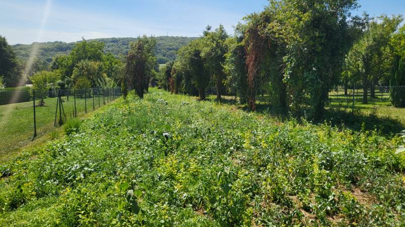 Sale Land – for living, Land – for living, Neusiedl am See, Austria